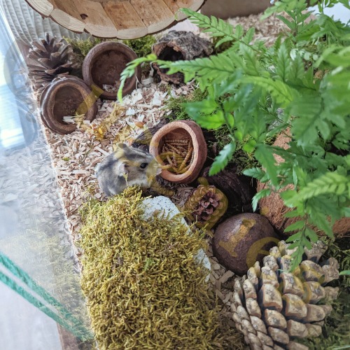 Snackbakje voor hamsters en gerbils